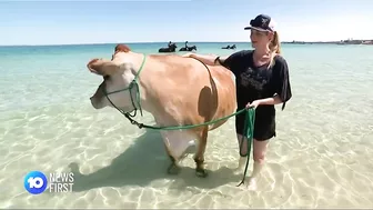 Cow Spotted At Perth Beach | 10 News First