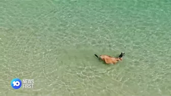 Cow Spotted At Perth Beach | 10 News First