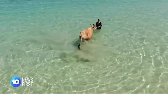 Cow Spotted At Perth Beach | 10 News First