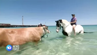 Cow Spotted At Perth Beach | 10 News First