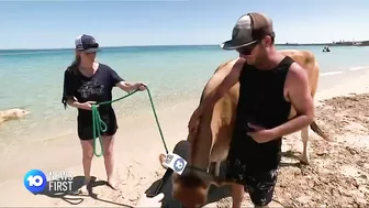 Cow Spotted At Perth Beach | 10 News First