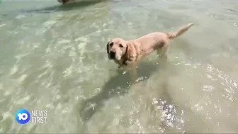 Cow Spotted At Perth Beach | 10 News First