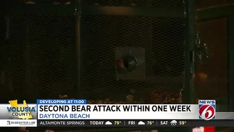 FWC looking for black bear after man attacked at Daytona Beach home