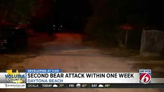 FWC looking for black bear after man attacked at Daytona Beach home