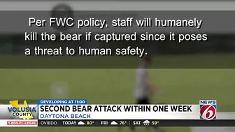 FWC looking for black bear after man attacked at Daytona Beach home