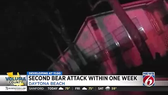 FWC looking for black bear after man attacked at Daytona Beach home