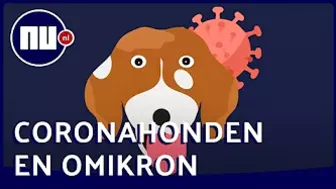 Waarom omikron voor coronahonden moeilijker te ruiken is | NU.nl