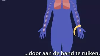 Waarom omikron voor coronahonden moeilijker te ruiken is | NU.nl