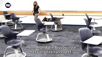 Waarom omikron voor coronahonden moeilijker te ruiken is | NU.nl