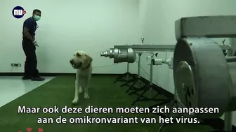 Waarom omikron voor coronahonden moeilijker te ruiken is | NU.nl