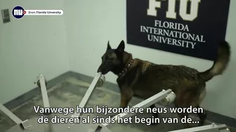 Waarom omikron voor coronahonden moeilijker te ruiken is | NU.nl