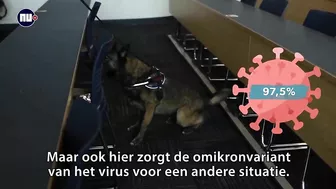 Waarom omikron voor coronahonden moeilijker te ruiken is | NU.nl