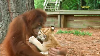 Orangutan Babysits Tiger Cubs (AnimalsMedia.com)