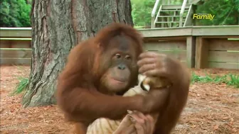 Orangutan Babysits Tiger Cubs (AnimalsMedia.com)