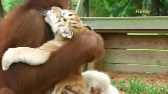 Orangutan Babysits Tiger Cubs (AnimalsMedia.com)