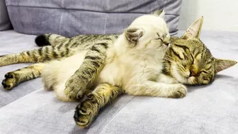 How a Cat and a Kitten Became Best Friends [Compilation]