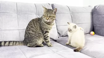 How a Cat and a Kitten Became Best Friends [Compilation]