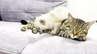 How a Cat and a Kitten Became Best Friends [Compilation]