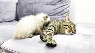 How a Cat and a Kitten Became Best Friends [Compilation]