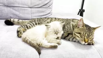 How a Cat and a Kitten Became Best Friends [Compilation]