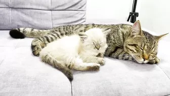 How a Cat and a Kitten Became Best Friends [Compilation]