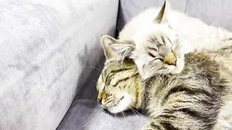 How a Cat and a Kitten Became Best Friends [Compilation]