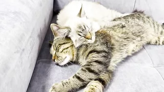 How a Cat and a Kitten Became Best Friends [Compilation]