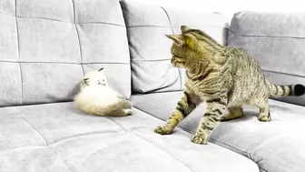 How a Cat and a Kitten Became Best Friends [Compilation]