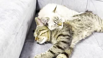 How a Cat and a Kitten Became Best Friends [Compilation]