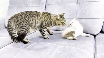 How a Cat and a Kitten Became Best Friends [Compilation]