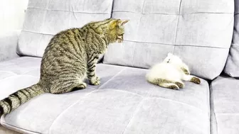 How a Cat and a Kitten Became Best Friends [Compilation]