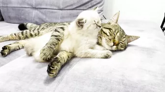 How a Cat and a Kitten Became Best Friends [Compilation]