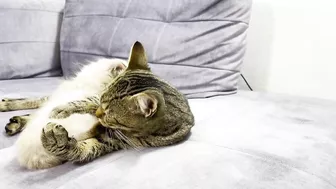 How a Cat and a Kitten Became Best Friends [Compilation]