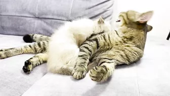 How a Cat and a Kitten Became Best Friends [Compilation]