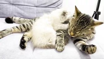 How a Cat and a Kitten Became Best Friends [Compilation]