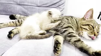 How a Cat and a Kitten Became Best Friends [Compilation]