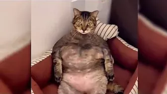 Compilation of the funniest, strongest and muscular cat videos #funnycats