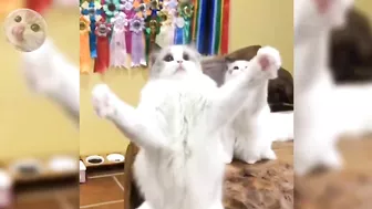 Compilation of the funniest, strongest and muscular cat videos #funnycats