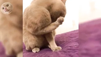 Compilation of the funniest, strongest and muscular cat videos #funnycats