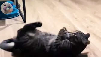 Compilation of the funniest, strongest and muscular cat videos #funnycats