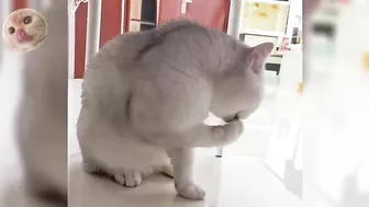 Compilation of the funniest, strongest and muscular cat videos #funnycats