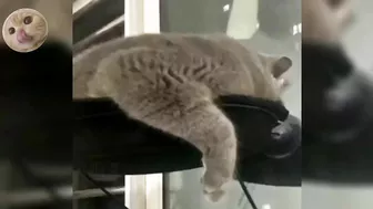 Compilation of the funniest, strongest and muscular cat videos #funnycats