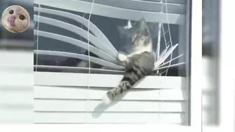 Compilation of the funniest, strongest and muscular cat videos #funnycats