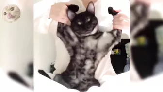 Compilation of the funniest, strongest and muscular cat videos #funnycats