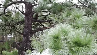 Myrtle Beach Covered In Ice, Ice Storm January 2022 #myrtlebeach #Ice #Jasper #winter