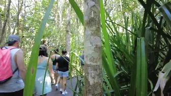 Cairns To Cape Tribulation Day Trip ???? (Inc Croc Spotting!) | Stoked For Travel