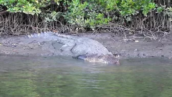 Cairns To Cape Tribulation Day Trip ???? (Inc Croc Spotting!) | Stoked For Travel