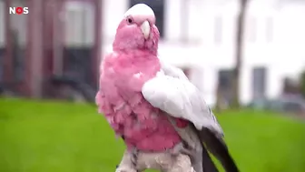 Pablo de roze kaketoe wandelt iedere dag met z'n baasje