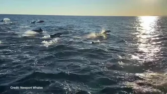 Dolphin pod puts on spectacular show off coast of Newport Beach