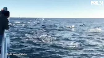 Dolphin pod puts on spectacular show off coast of Newport Beach